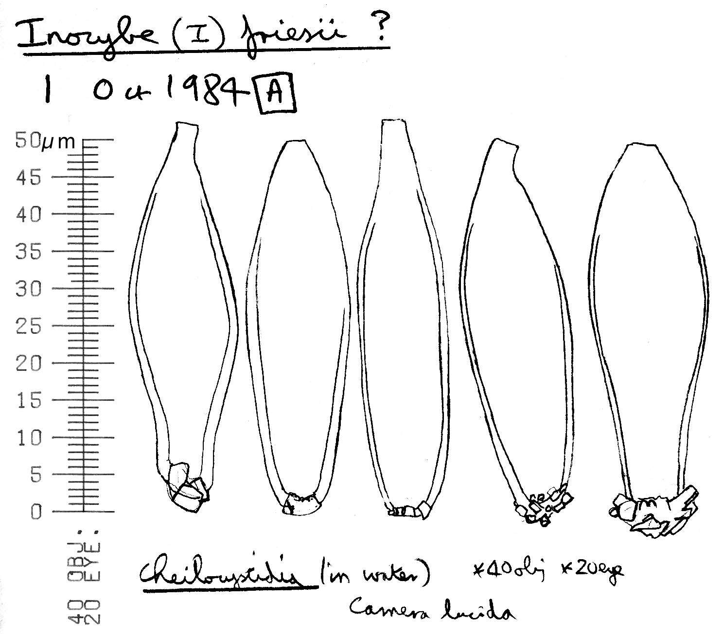 Image de Inocybe de Fries