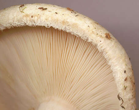 صورة Lactarius pubescens Fr. 1838