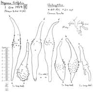 Слика од Mycena latifolia (Peck) A. H. Sm. 1935