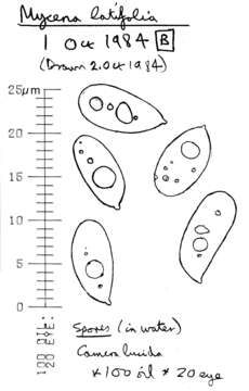 Слика од Mycena latifolia (Peck) A. H. Sm. 1935