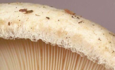 صورة Lactarius pubescens Fr. 1838