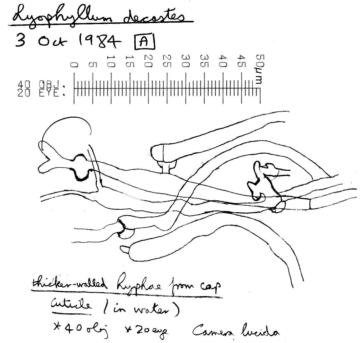 Lyophyllum decastes (Fr.) Singer 1951 resmi