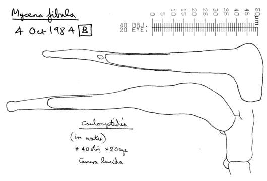 Image of Rickenella fibula (Bull.) Raithelh. 1973