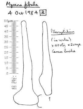 Image of Rickenella fibula (Bull.) Raithelh. 1973