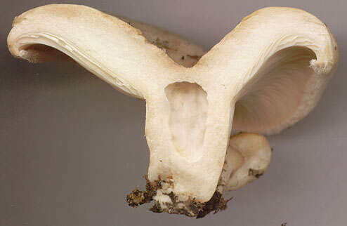 صورة Lactarius pubescens Fr. 1838