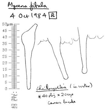 Image de Omphale épingle