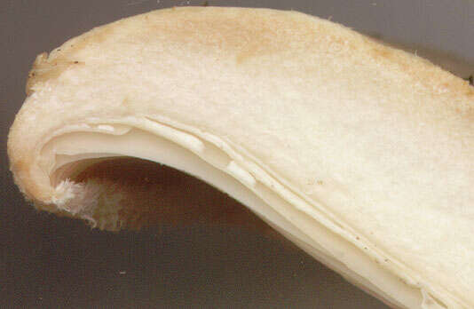 صورة Lactarius pubescens Fr. 1838