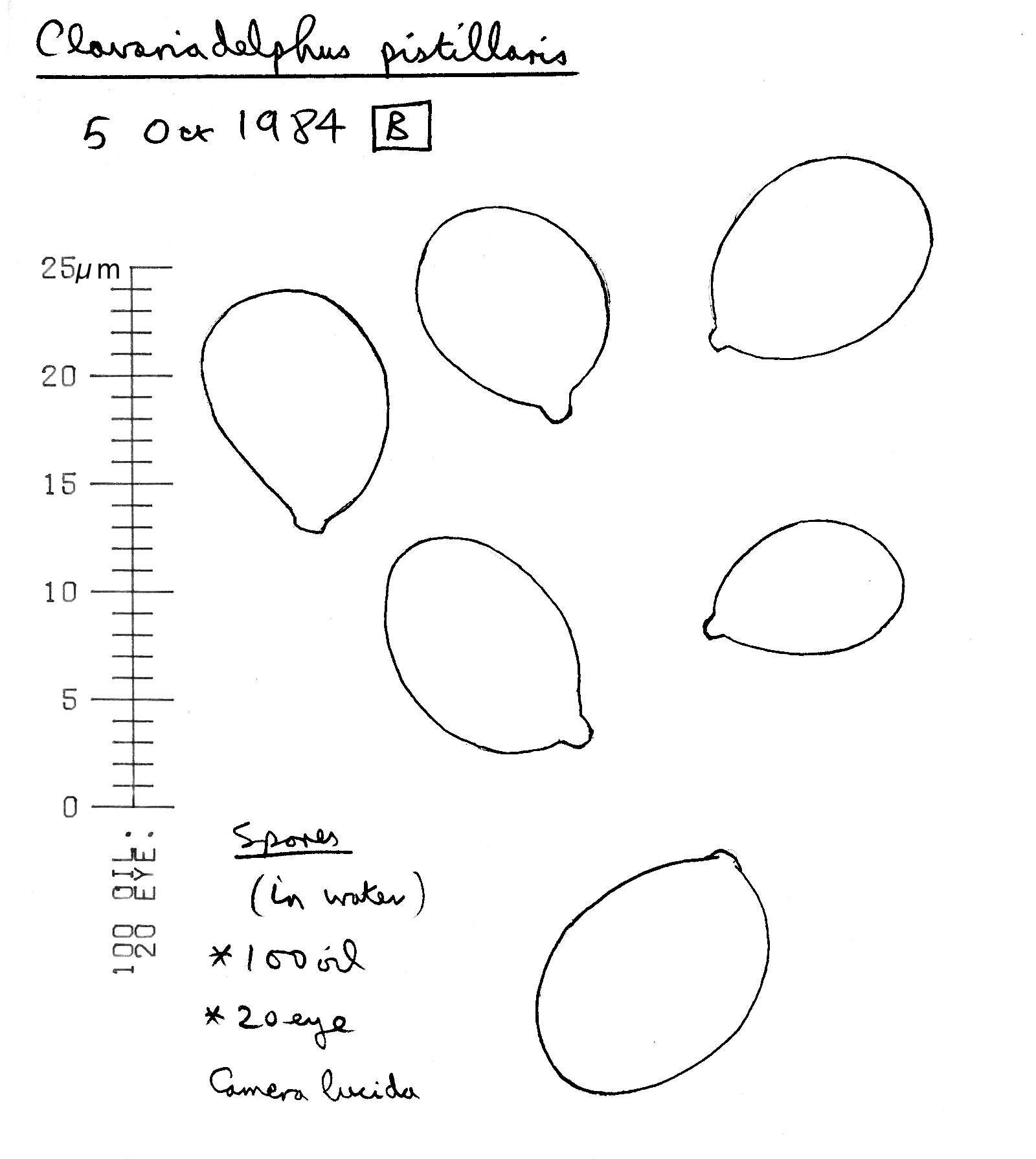 Clavariadelphus pistillaris (L.) Donk 1933 resmi