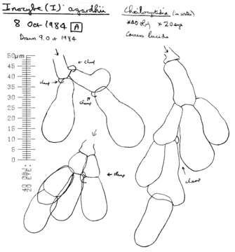 Image of Inocybe agardhii (N. Lund) P. D. Orton 1960