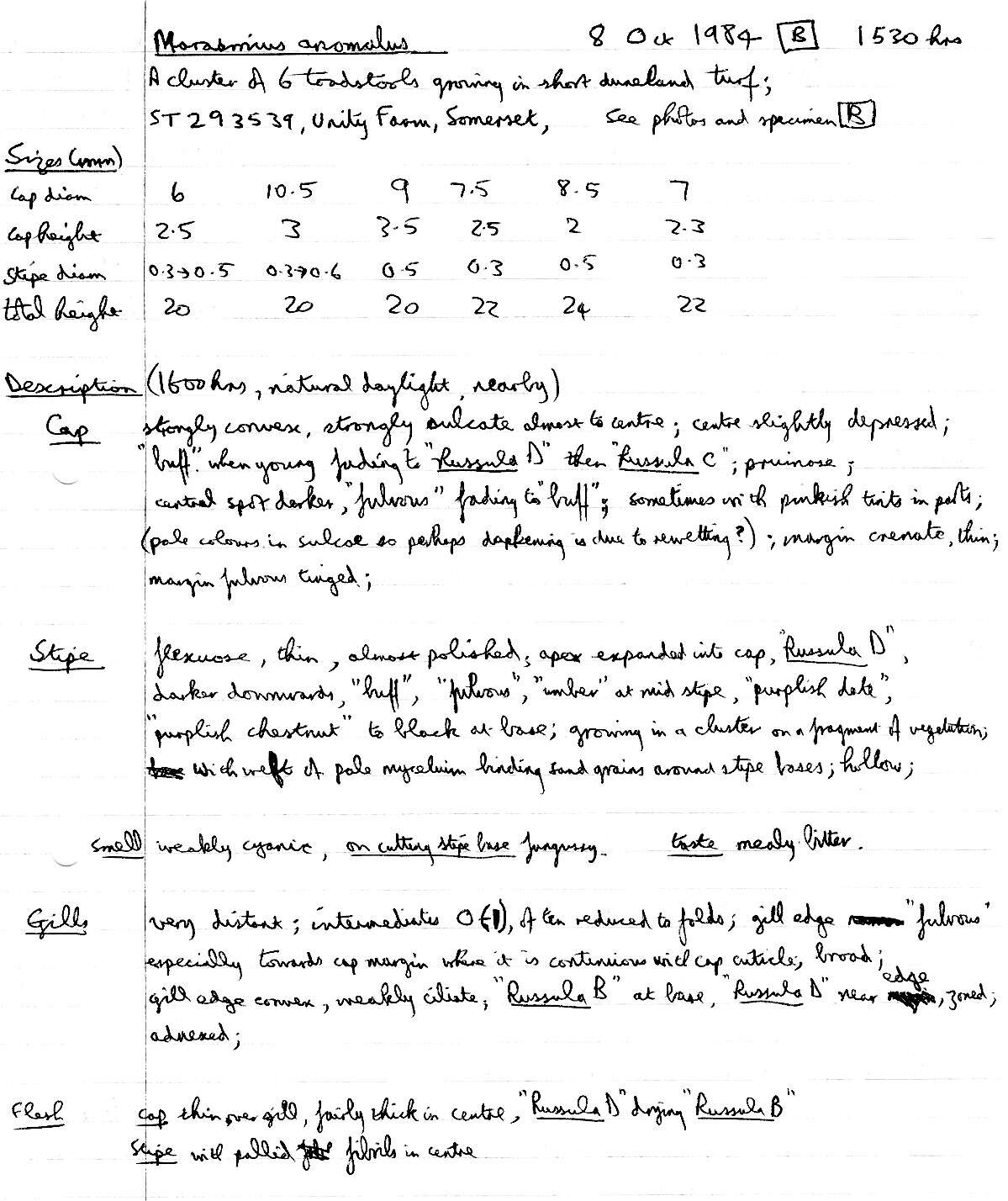 Image of Marasmius epodius Bres. 1887