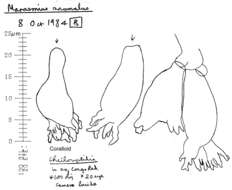 Image of Marasmius epodius Bres. 1887