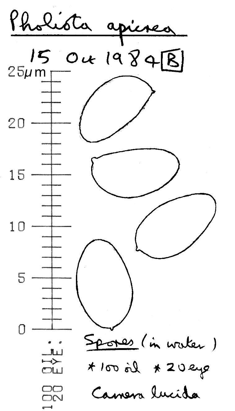 Image of Pholiota alnicola (Fr.) Singer 1951