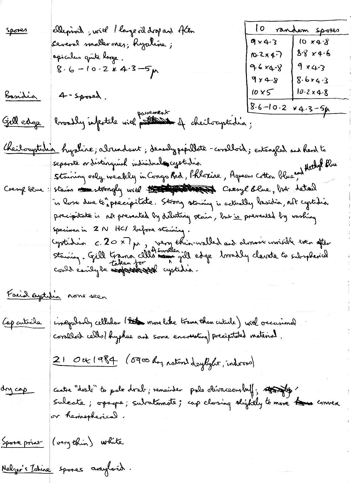 Image of Mycena cinerella (P. Karst.) P. Karst. 1879