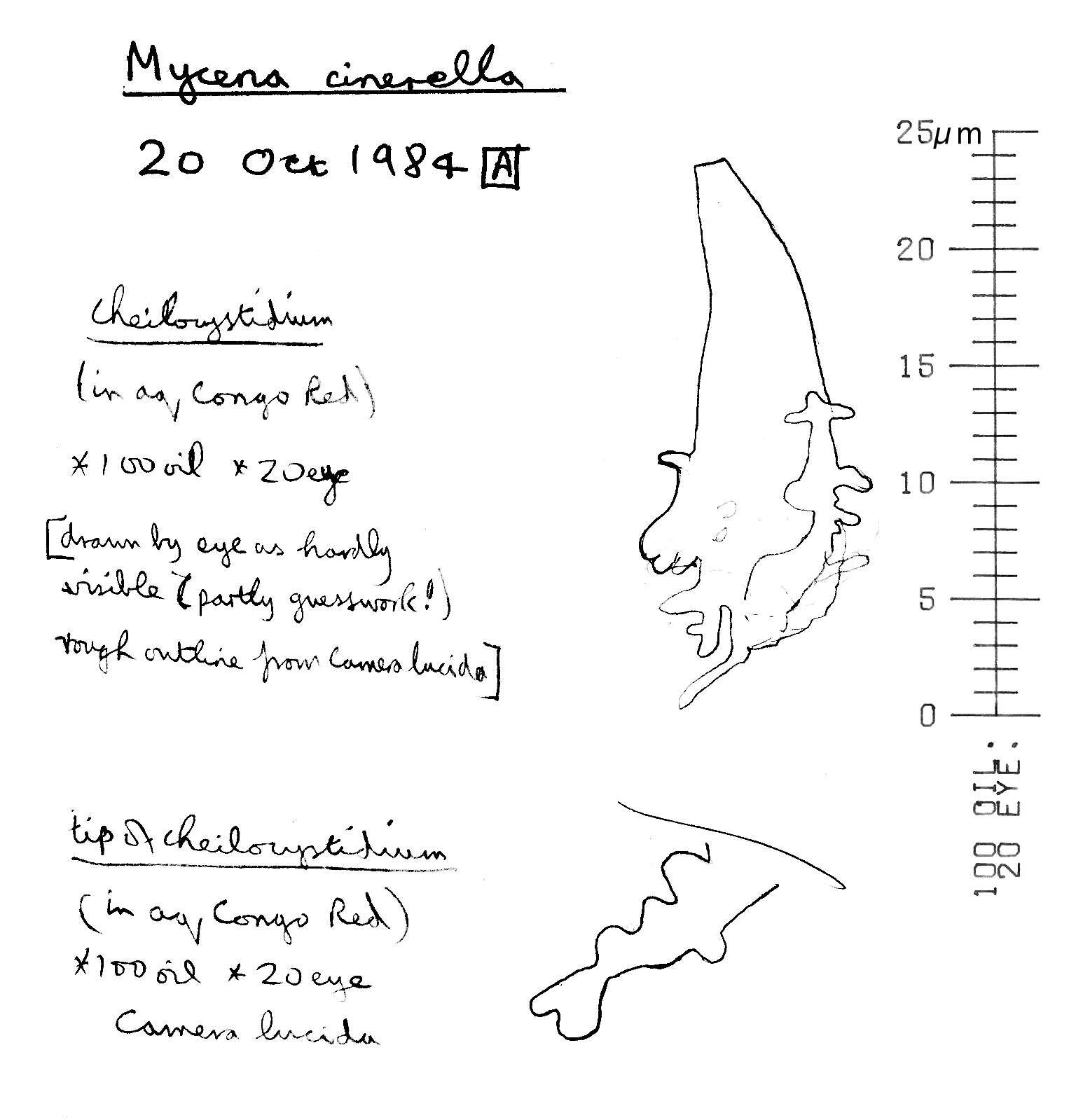 Image of Mycena cinerella (P. Karst.) P. Karst. 1879