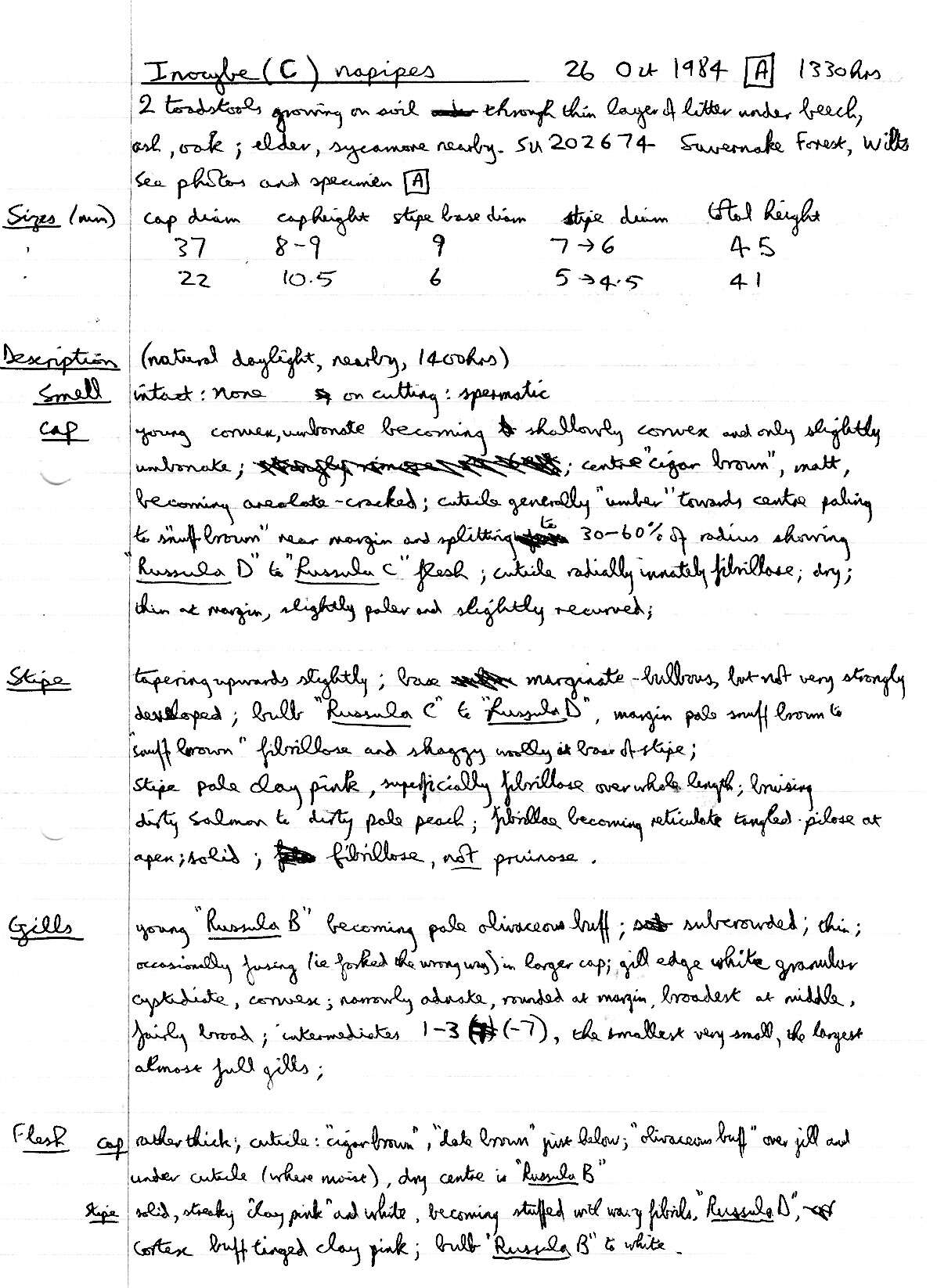 Image of Inocybe napipes J. E. Lange 1917