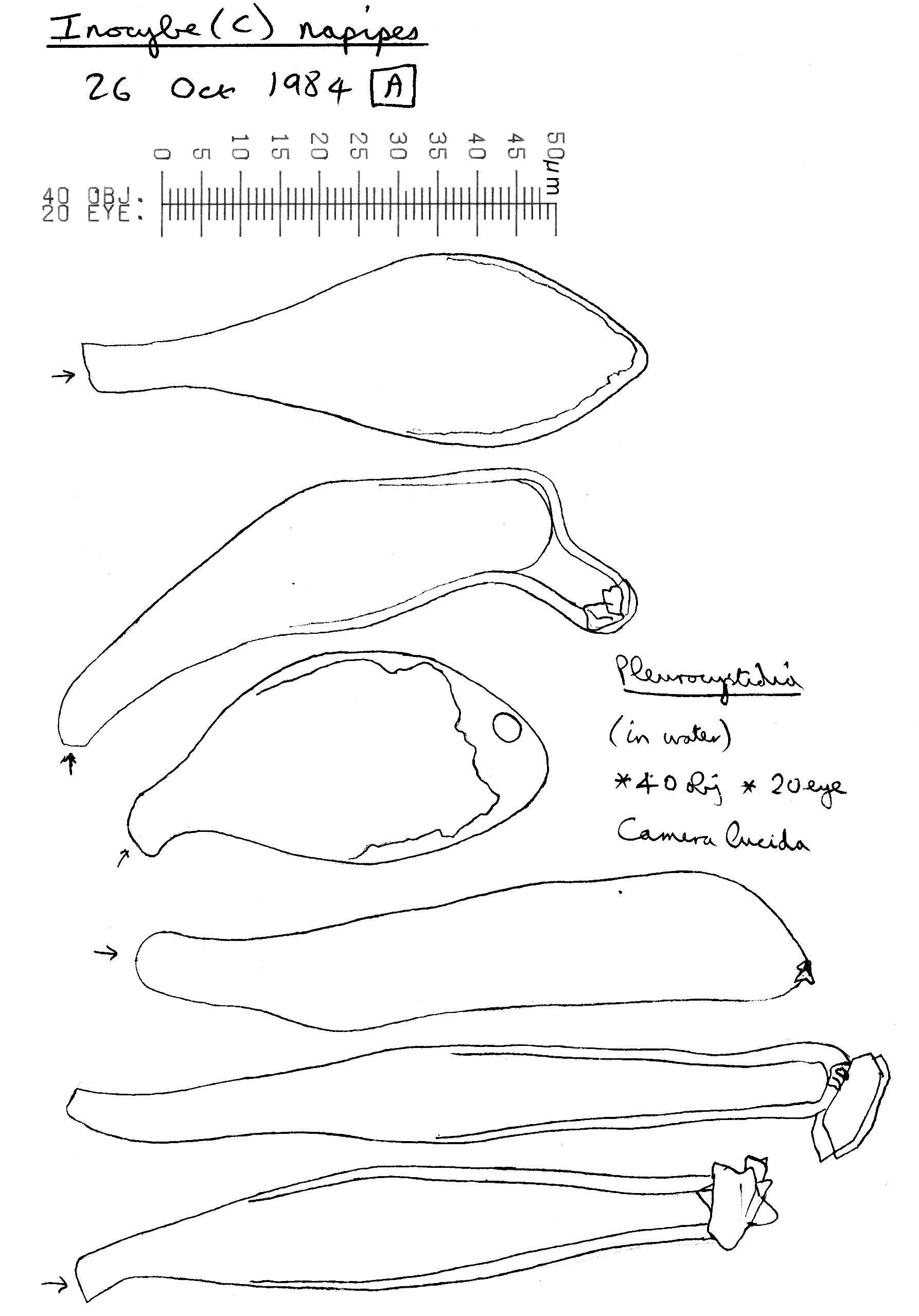 Image of Inocybe napipes J. E. Lange 1917