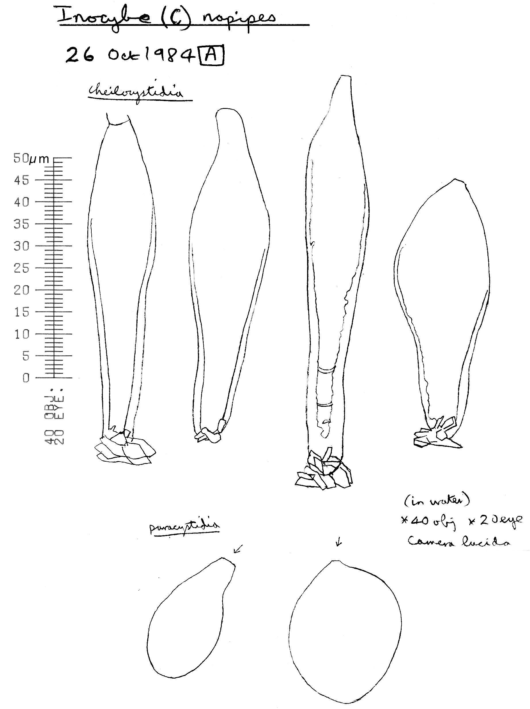 Image of Inocybe napipes J. E. Lange 1917