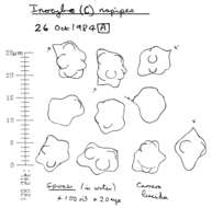 Image of Inocybe napipes J. E. Lange 1917