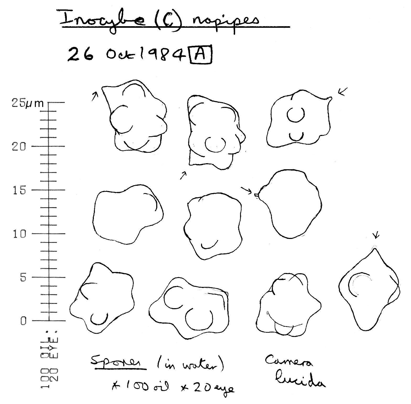 Image of Inocybe napipes J. E. Lange 1917