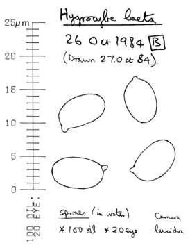 Image of Gliophorus laetus (Pers.) Herink 1958