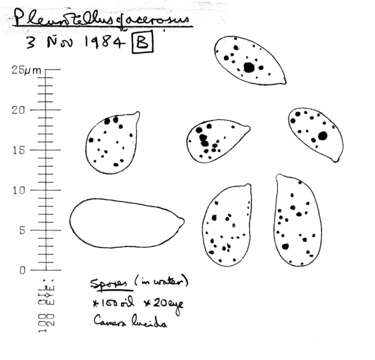 Image de Arrhenia acerosa (Fr.) Kühner 1980