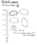 Image of Pholiota adiposa (Batsch) P. Kumm. 1871