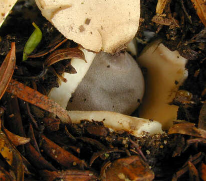 Image of Geastrum britannicum J. C. Zamora 2015