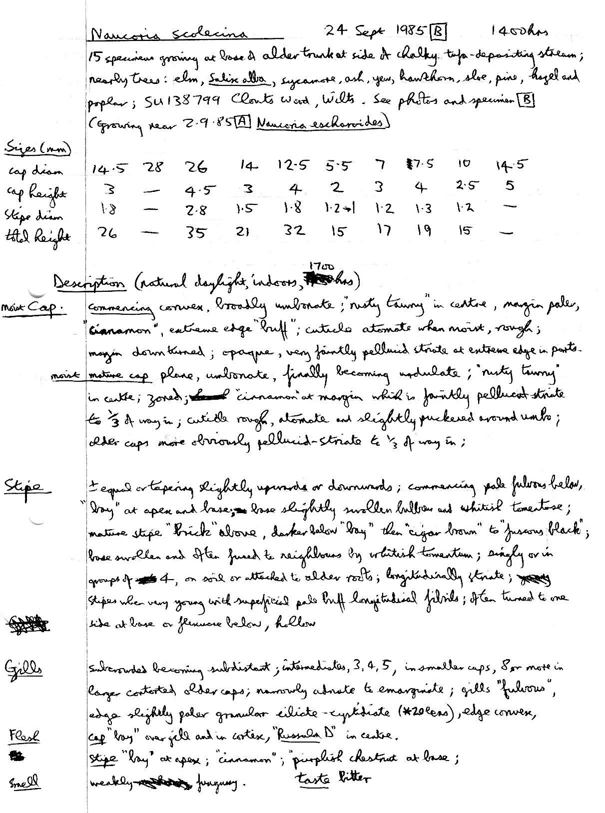 Image of Naucoria subconspersa Kühner ex P. D. Orton 1960