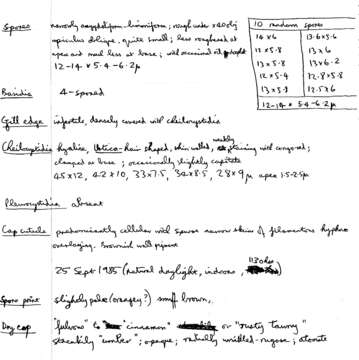 Image of Naucoria subconspersa Kühner ex P. D. Orton 1960