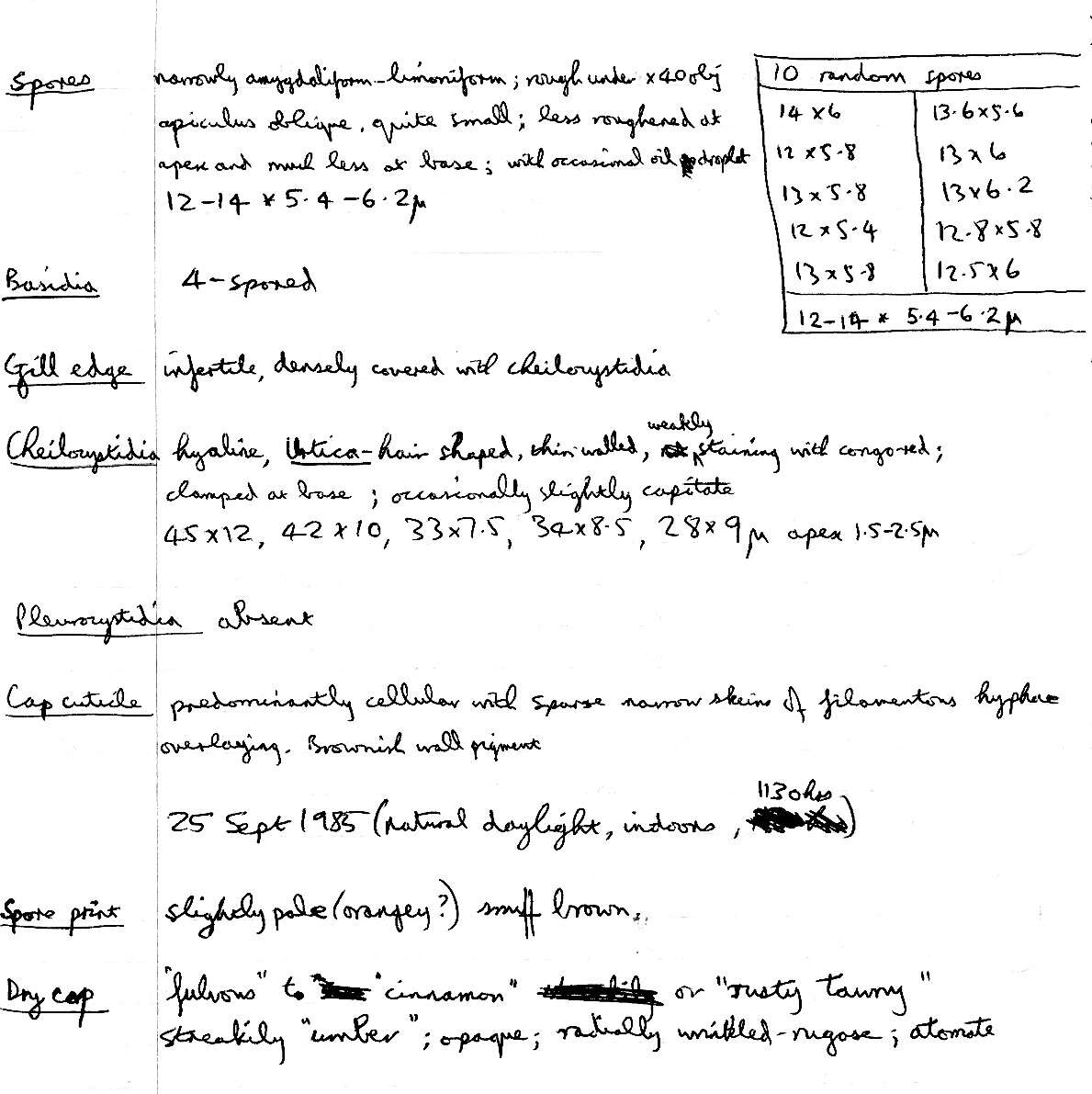 Image of Naucoria subconspersa Kühner ex P. D. Orton 1960