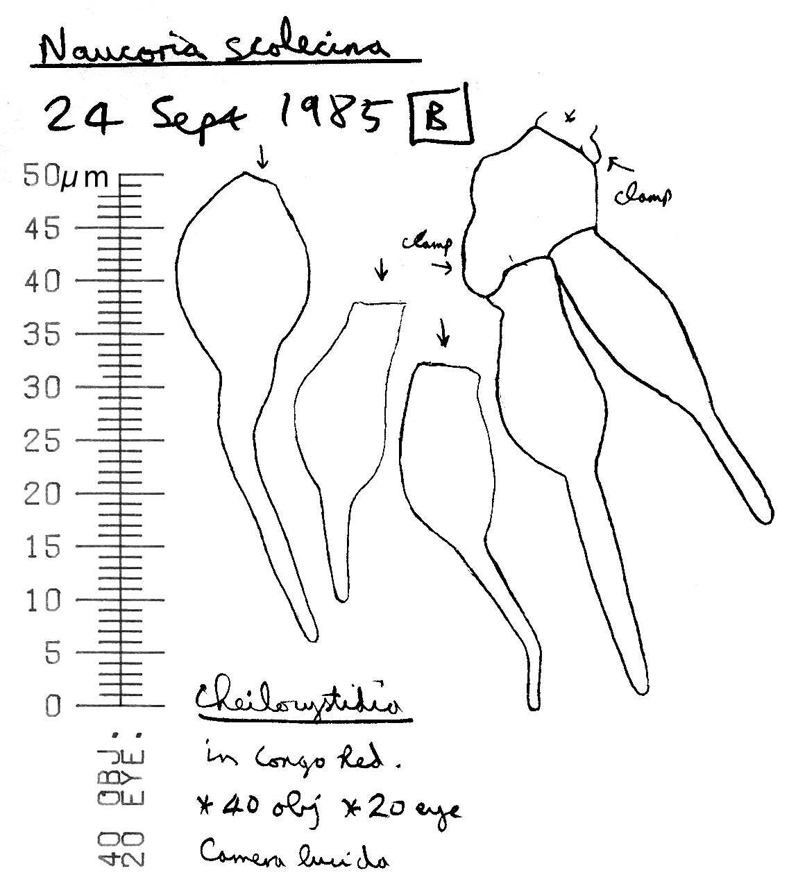 Image of Naucoria subconspersa Kühner ex P. D. Orton 1960