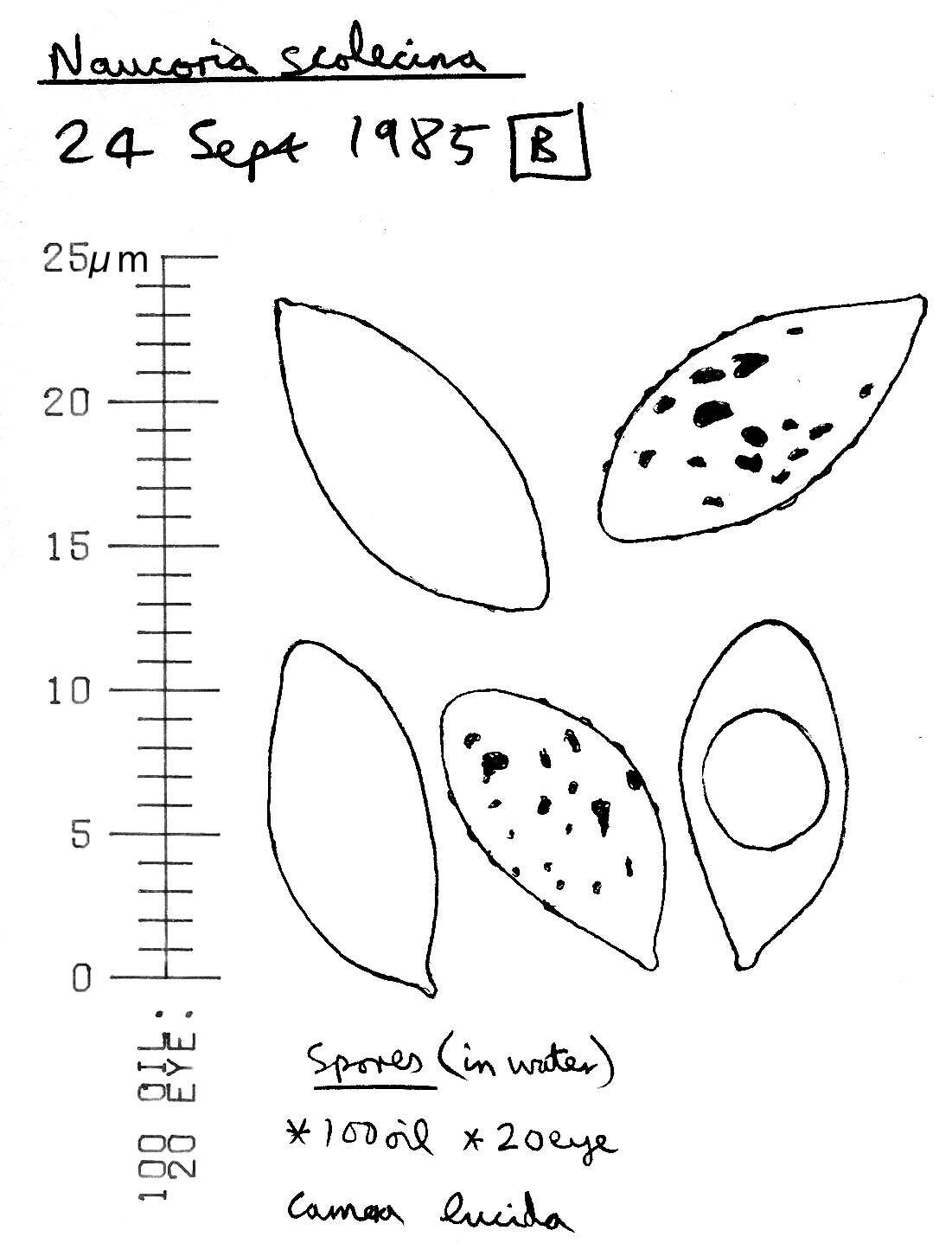 Image of Naucoria subconspersa Kühner ex P. D. Orton 1960