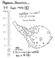 Image of Mycena tenerrima (Berk.) Quél. 1872