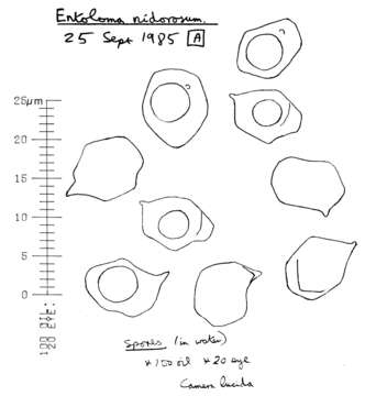 Image of Entoloma rhodopolium (Fr.) P. Kumm. 1871