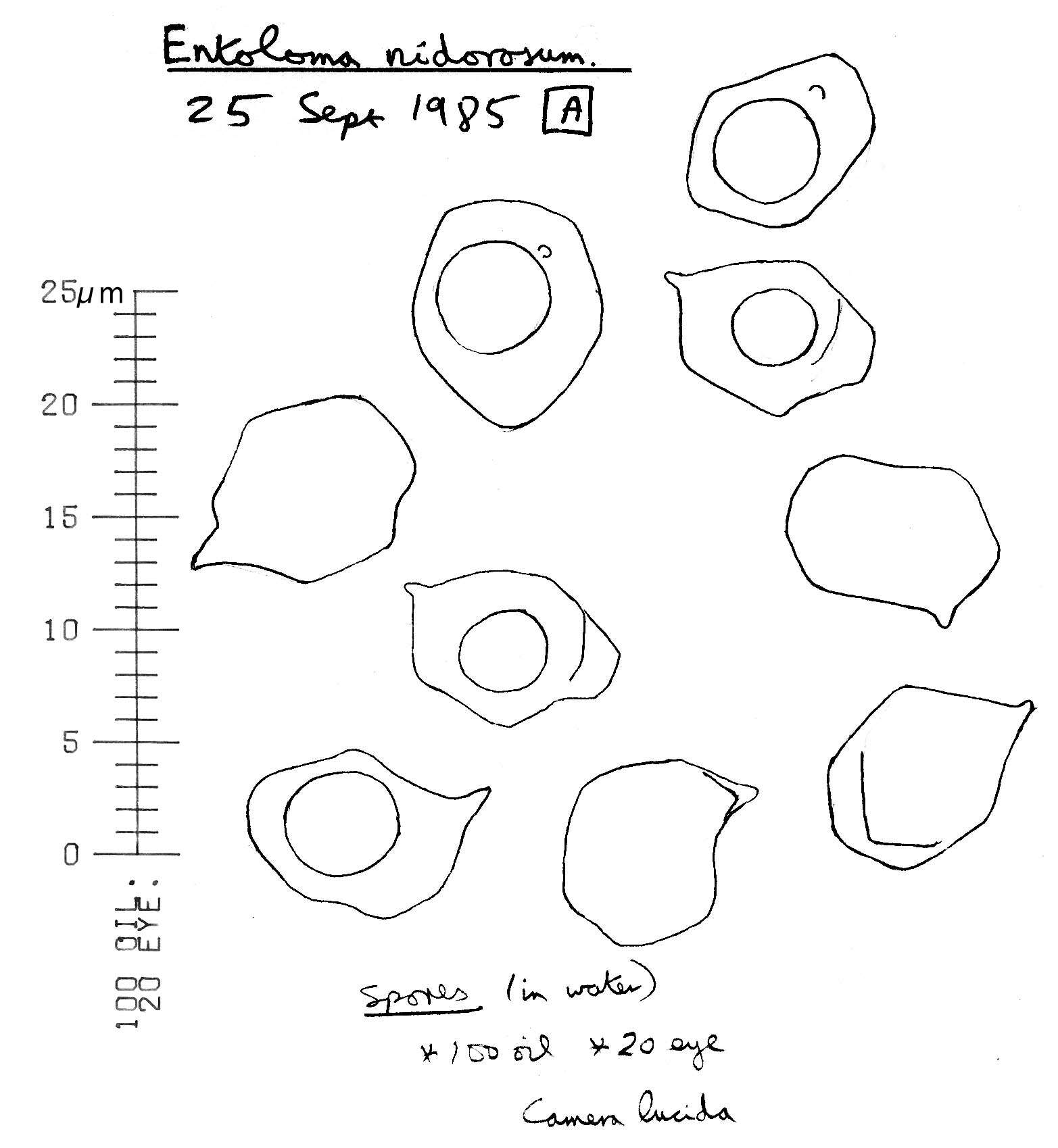 Image of Entoloma rhodopolium (Fr.) P. Kumm. 1871