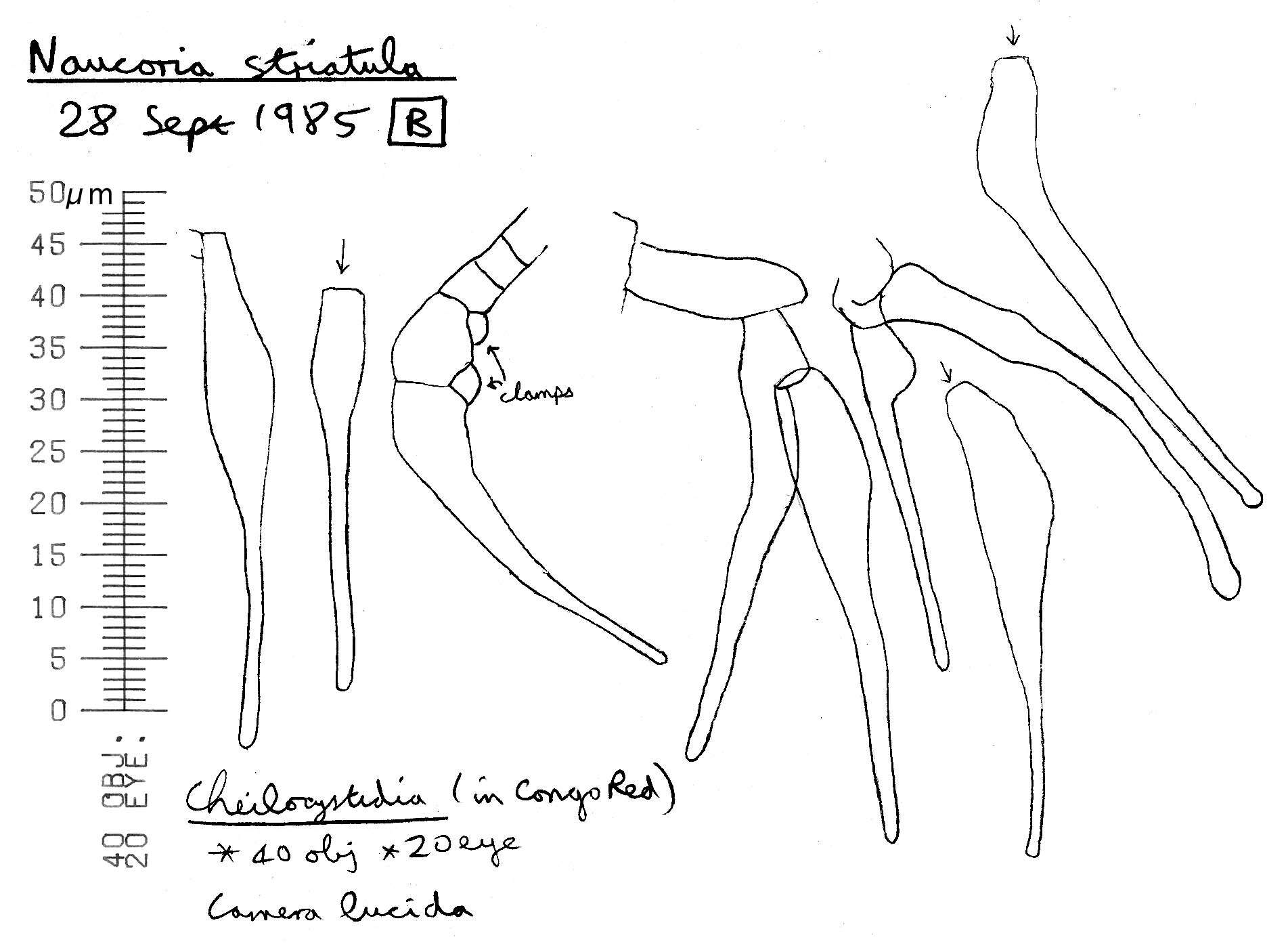 Image of Naucoria striatula P. D. Orton 1960