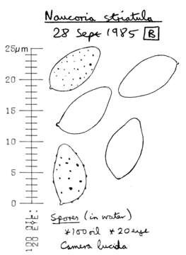 Image of Naucoria striatula P. D. Orton 1960