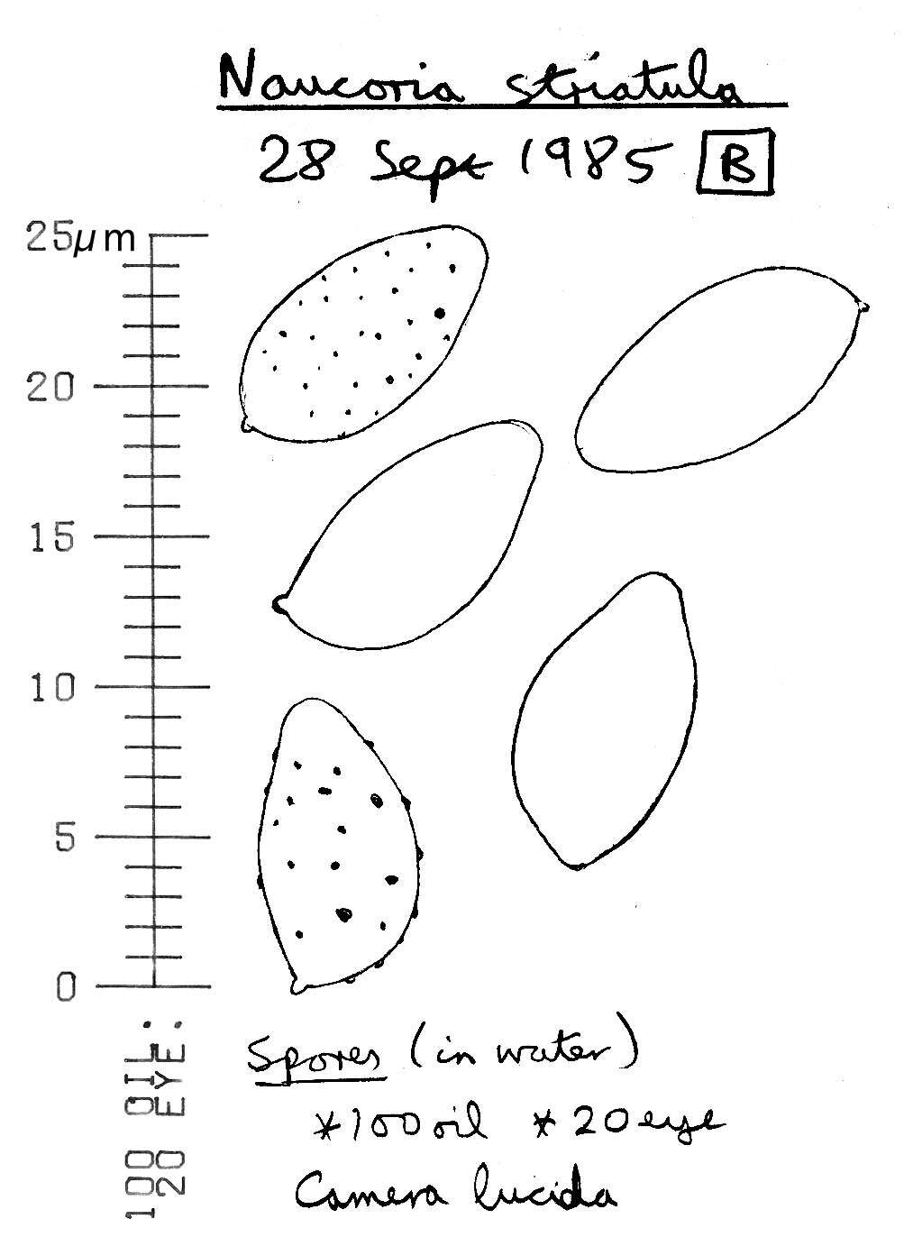 Image of Naucoria striatula P. D. Orton 1960