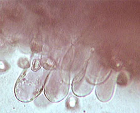 Image of Entoloma caesiocinctum (Kühner) Noordel. 1982