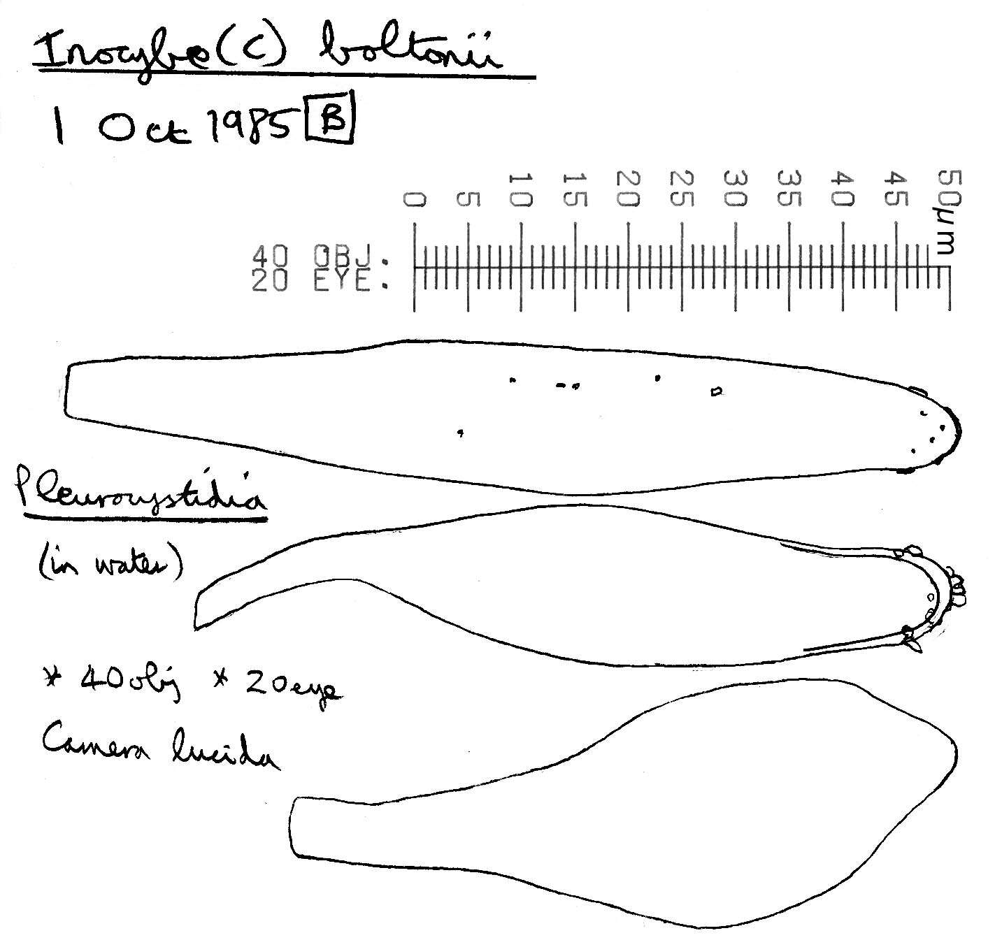 Image of Inocybe subcarpta Kühner & Boursier 1932