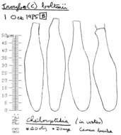 Image of Inocybe subcarpta Kühner & Boursier 1932