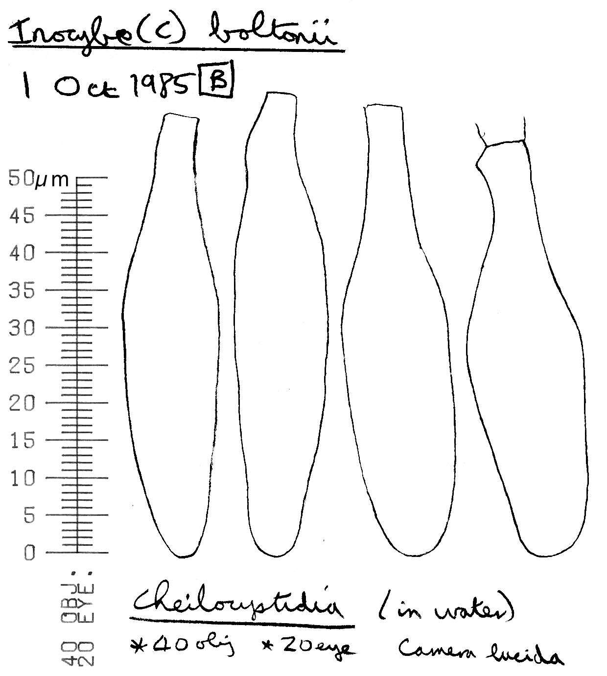 Image of Inocybe subcarpta Kühner & Boursier 1932