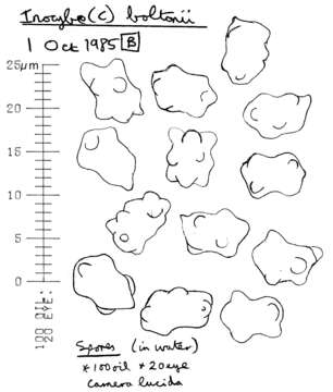 Image of Inocybe subcarpta Kühner & Boursier 1932