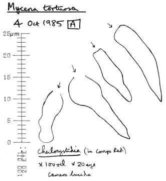 Image of Hemimycena tortuosa (P. D. Orton) Redhead 1980