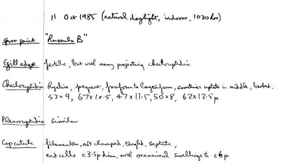 Image of Melanoleuca polioleuca (Fr.) Kühner & Maire 1934