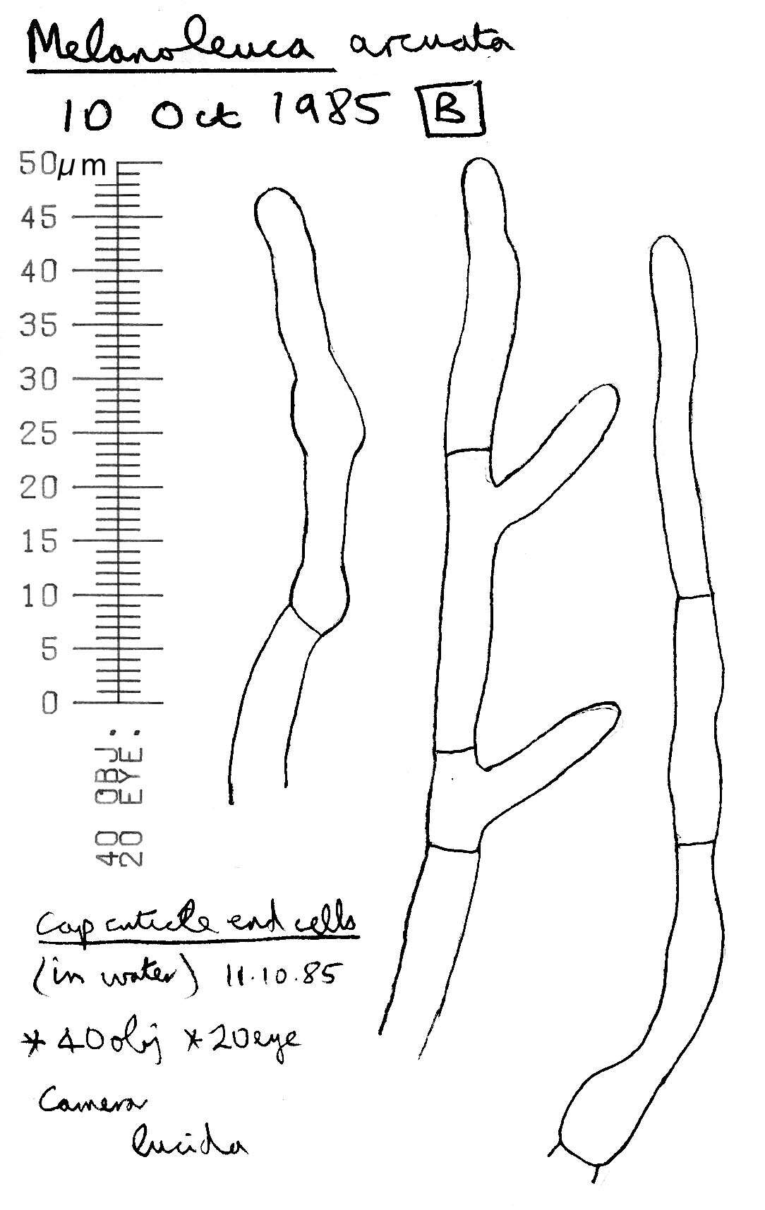 Image of Melanoleuca polioleuca (Fr.) Kühner & Maire 1934