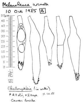 Image of Melanoleuca polioleuca (Fr.) Kühner & Maire 1934