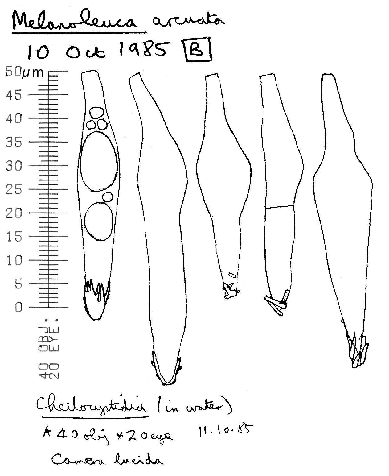 Image of Melanoleuca polioleuca (Fr.) Kühner & Maire 1934