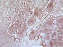 Image of Entoloma caesiocinctum (Kühner) Noordel. 1982