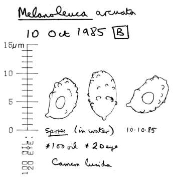 Image of Melanoleuca polioleuca (Fr.) Kühner & Maire 1934